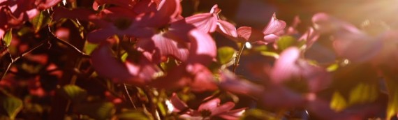 Dogwoods at Sunset